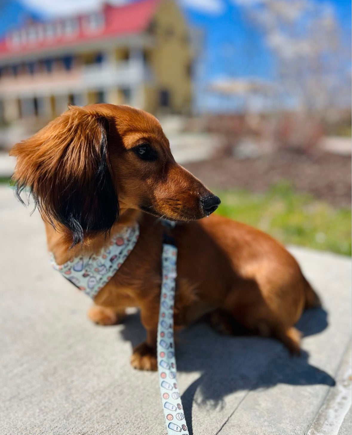 Cookies & Milk | Harness (XXS)