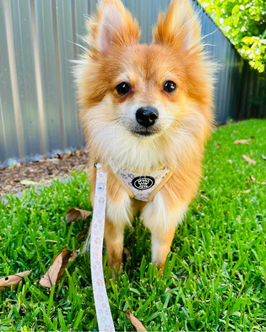 Beige Paw Look | Harness (XXS)